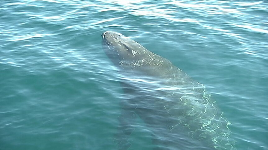 Whale off the WA coast.