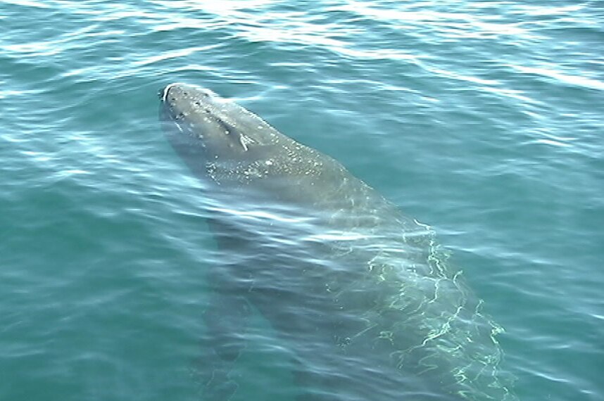 Whale off the WA coast.