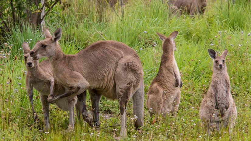 a group of kangaroos on the grass
