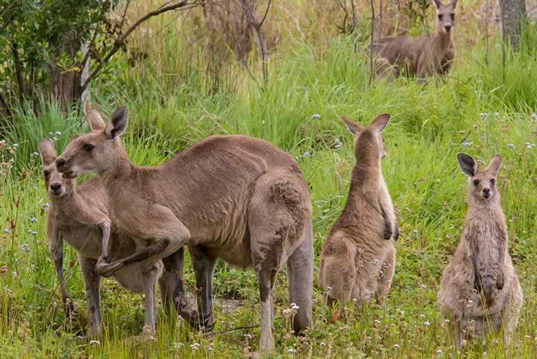 a group of kangaroos on the grass