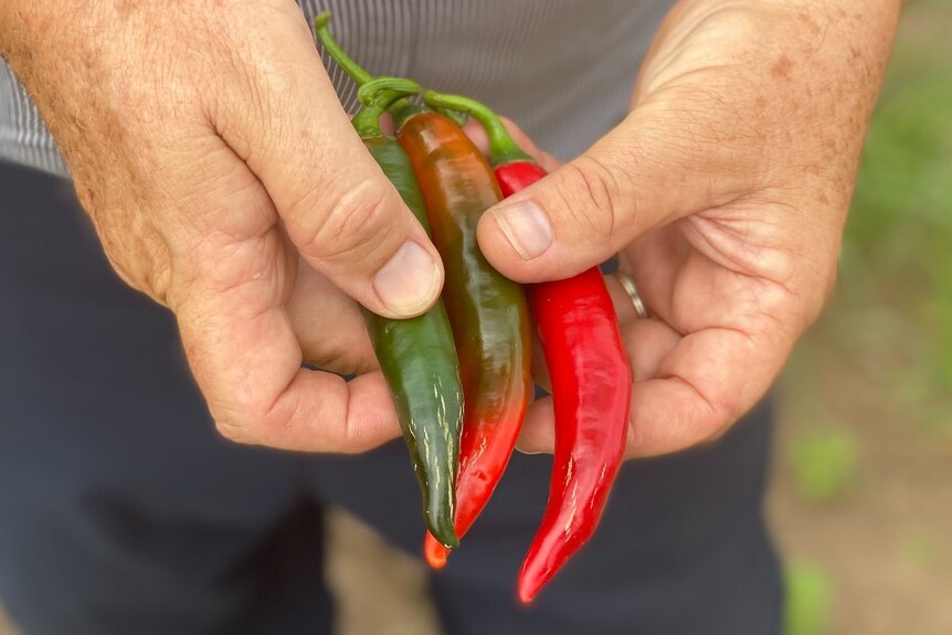 Two hands holding three chillies