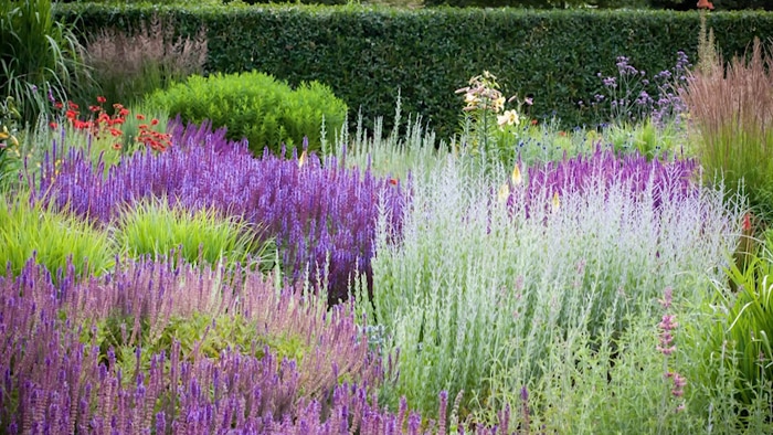 Colourful plants inside hedged garden