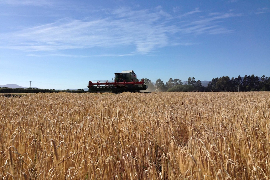 Barley harvester in fields 2015