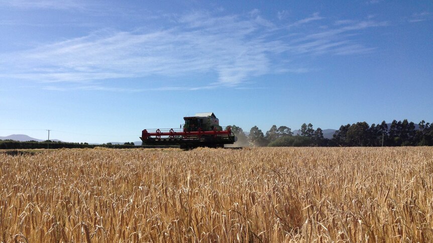 Barley harvester in fields 2015