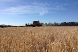Barley harvester in fields 2015