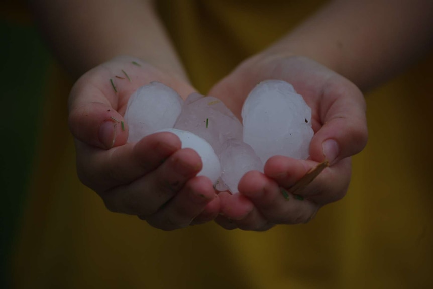 A child's hands full of large hailstones