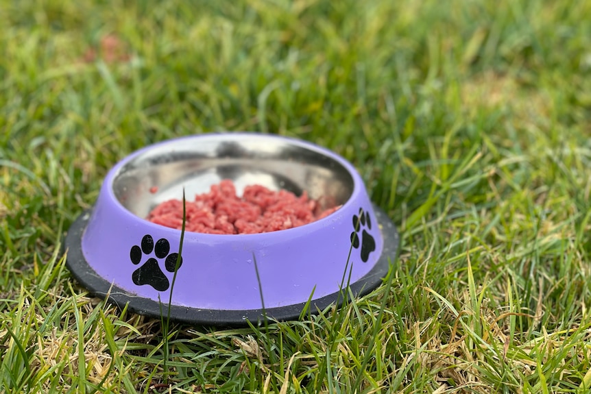 A bowl of pet food on a lawn