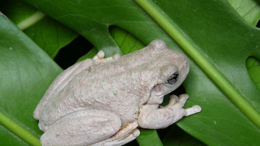 A light grey frog with small green dots sitting on green ferns