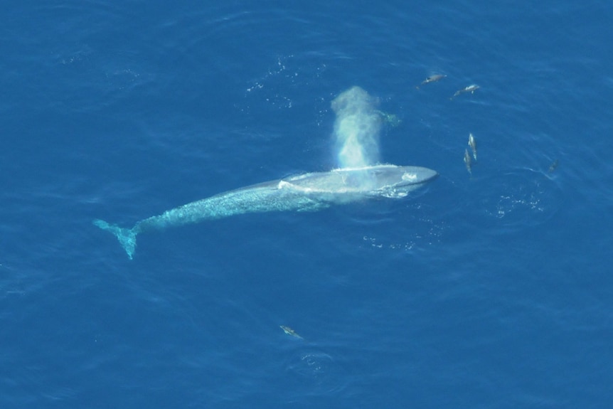 A blue whale with common dolphins swimming nearby