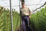 Man standing amongst a crop of lilium that have grown around waist high