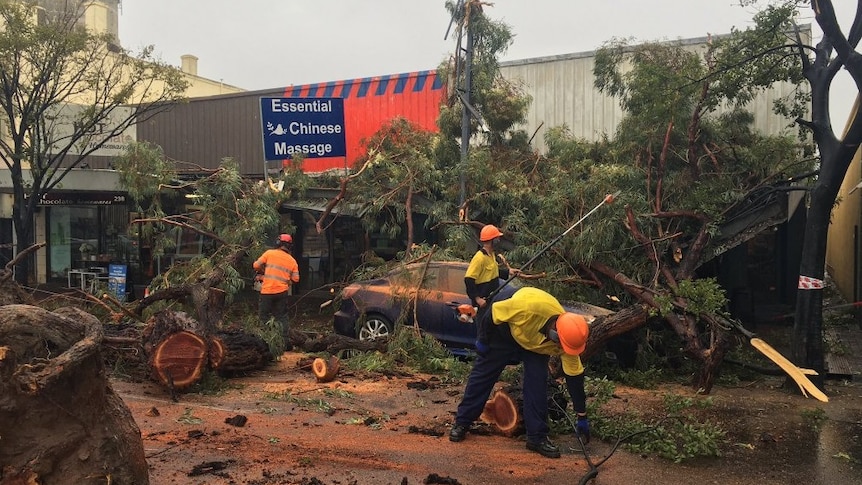 Workmen remove fallen trees from The Parade.