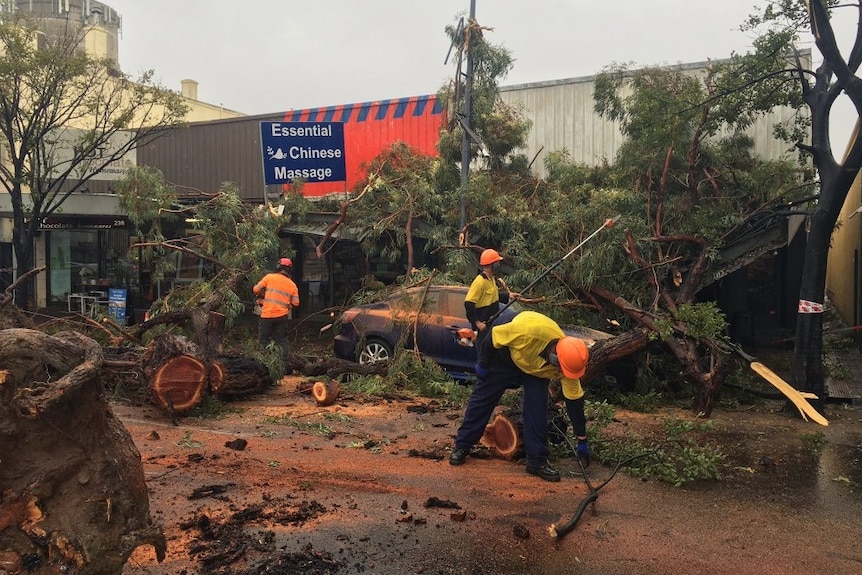 Workmen remove fallen trees from The Parade.