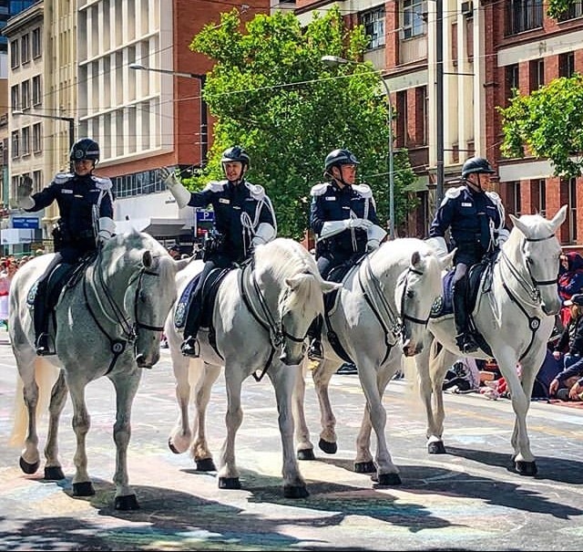 Adelaide's most decorated police horse, Vulcan, to be cloned and reborn