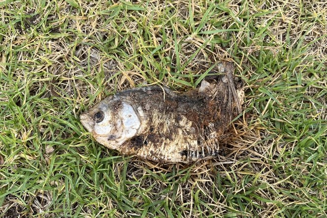 Dead fish on the grass beside a lake.