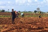 Foreign workers walk through a sweet potato field