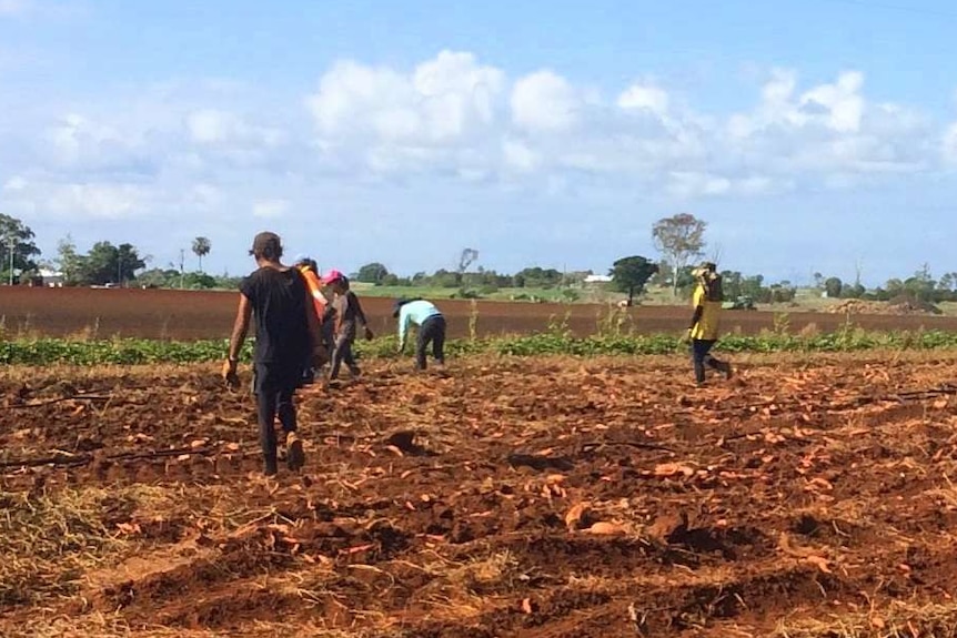 Foreign workers walk through a sweet potato field