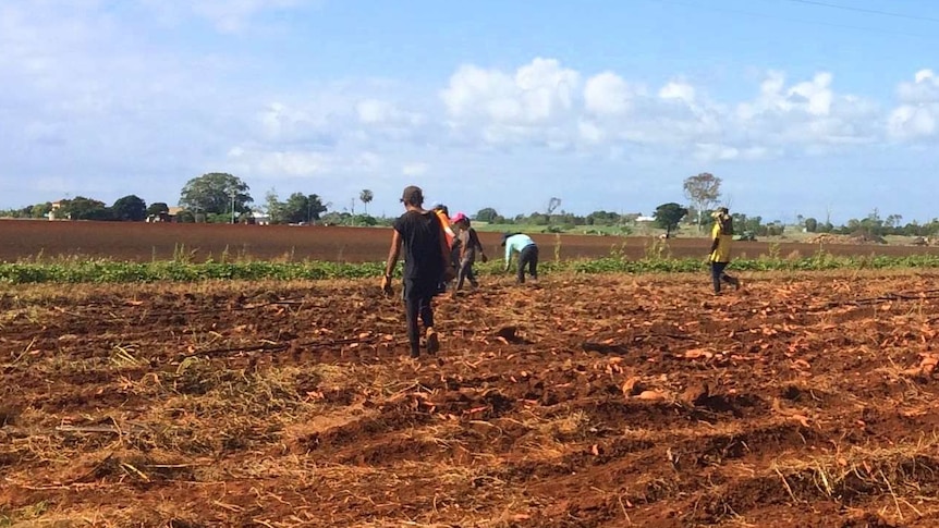 Foreign workers walk through a sweet potato field