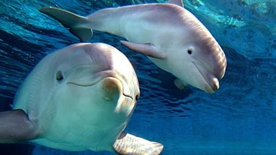 A one-month-old dolphin swims beside its mother