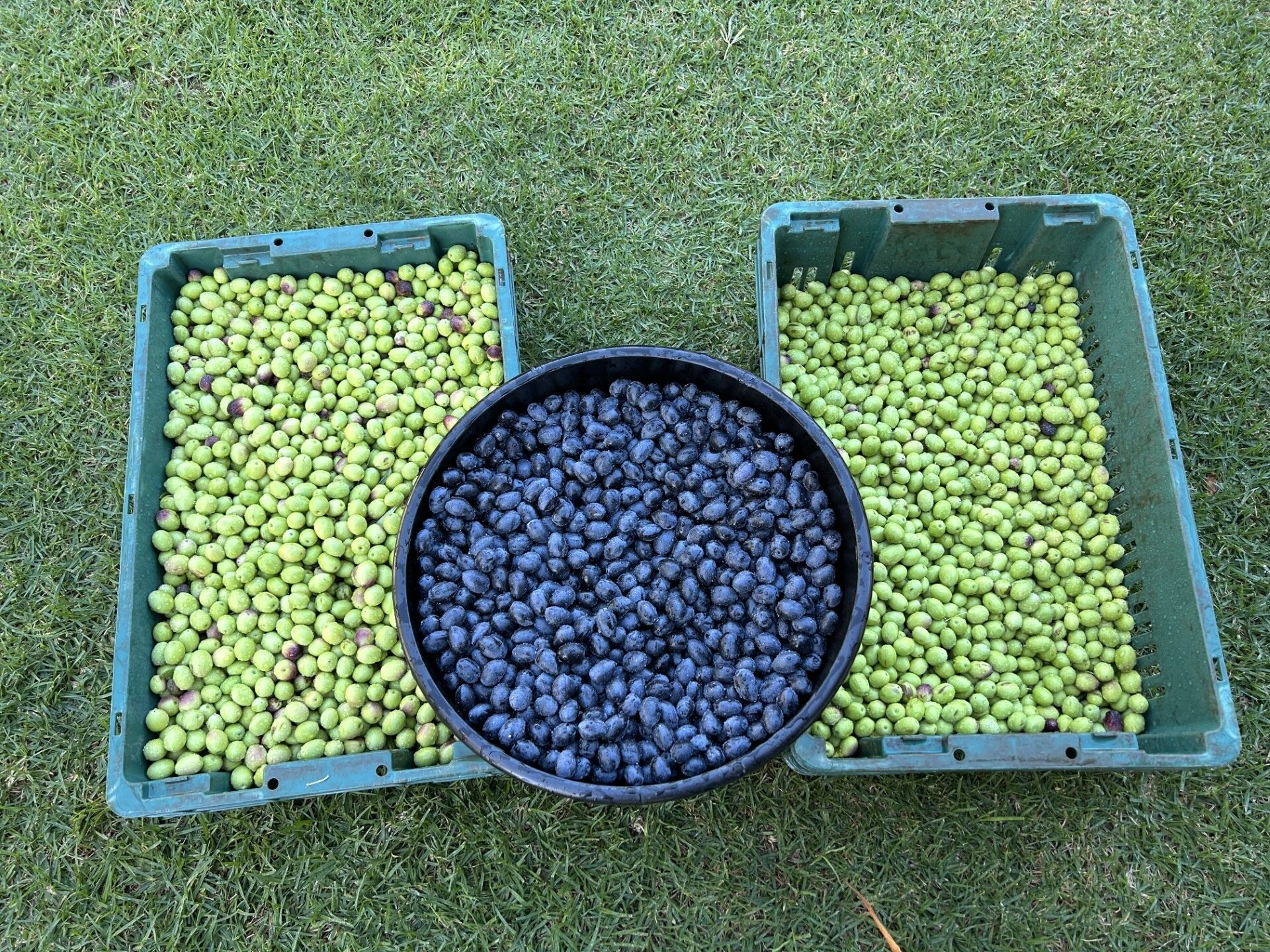 Green and black olives in trays sitting on the grass.