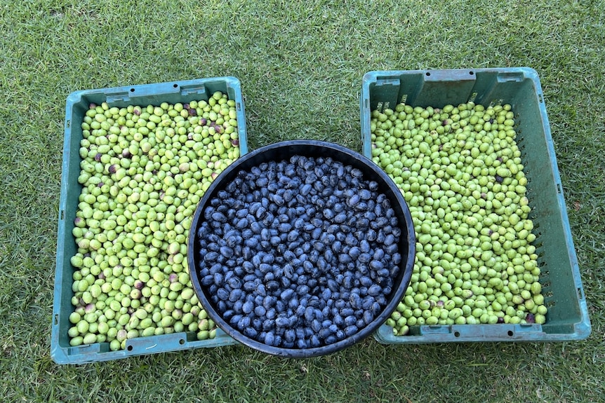 Green and black olives in trays sitting on the grass.