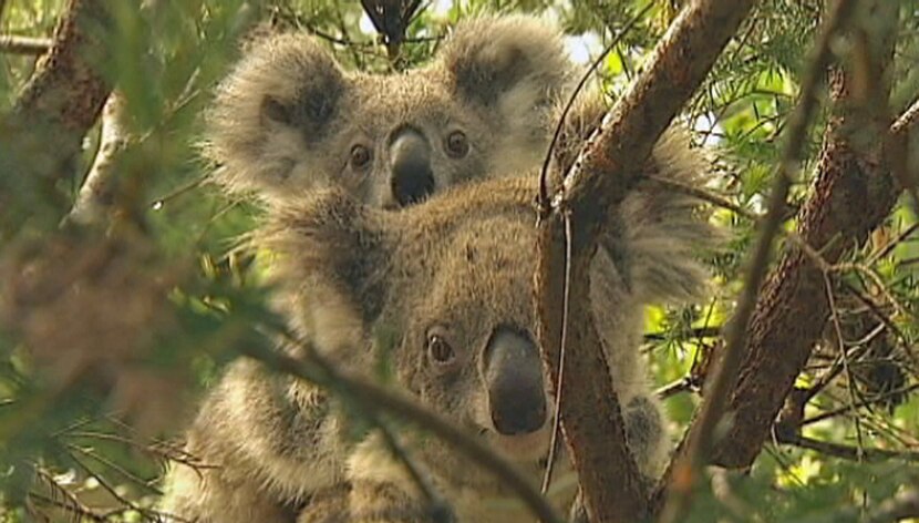 Rescued koalas released back into the wild - ABC listen