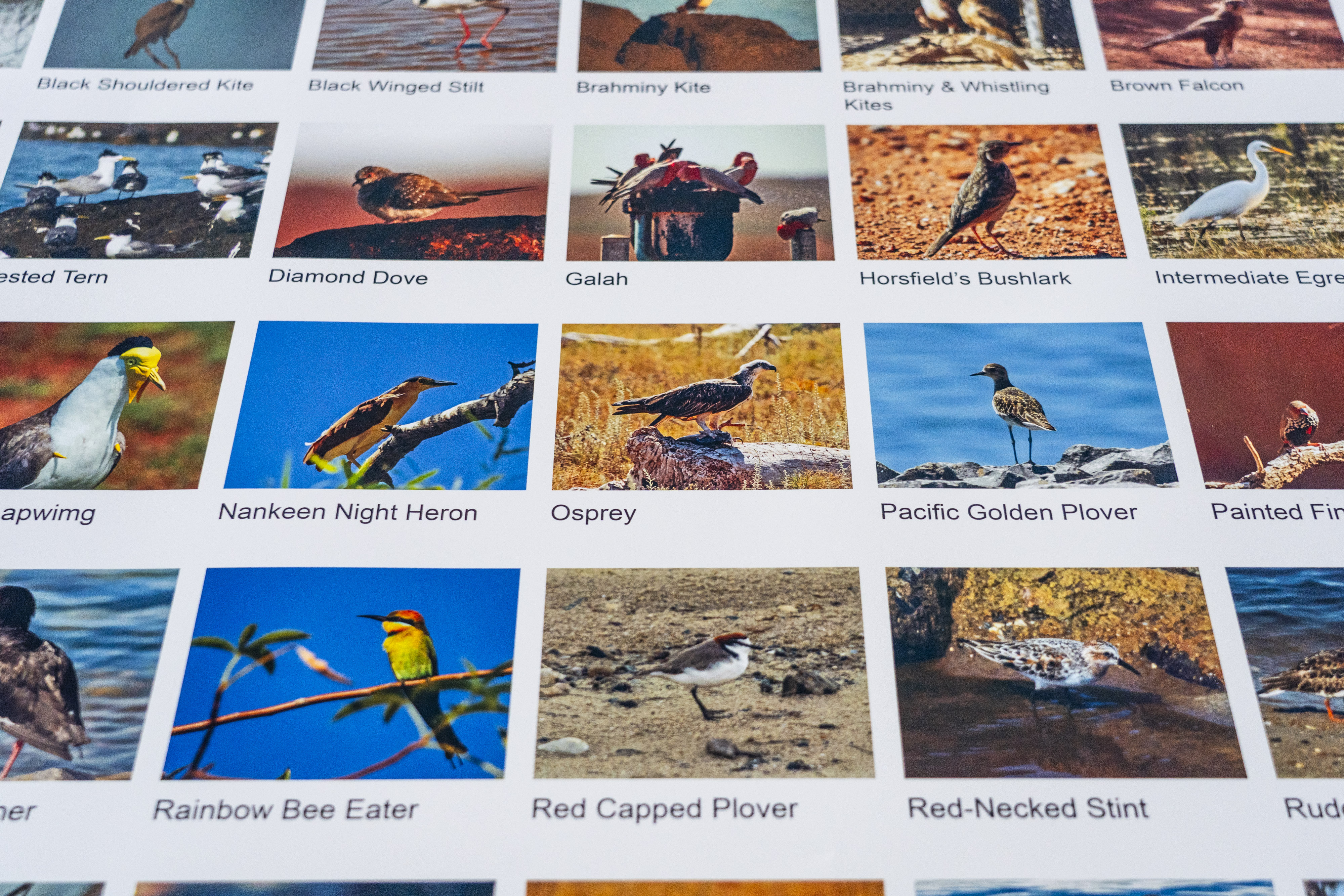 Uma tabela impressa de diversas espécies de aves.