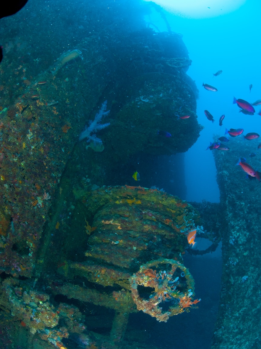 Fish and coral growing on a submerged shipwreck.