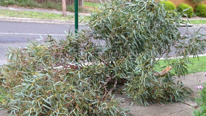 Tree branch on footpath  down in high winds in Melbourne.