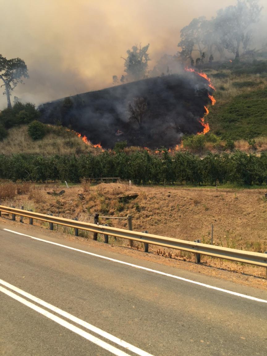 Adelaide Hills bushfire: Up to 38 houses destroyed, Kersbrook worst hit ...