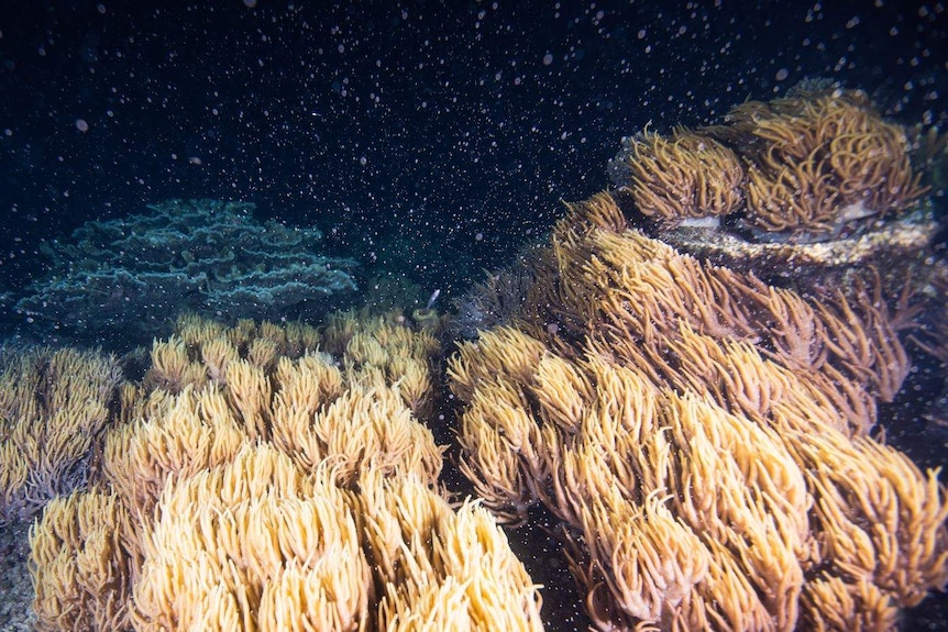 Wide shot of a coral reef in a blizzard of coral spawn