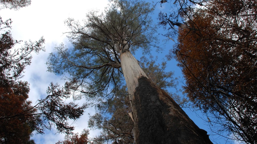 Centurion was burnt during the 2019 Tasmanian bushfires but still stands.