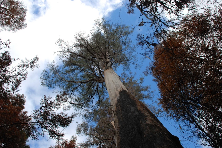 Centurion was burnt during the 2019 Tasmanian bushfires but still stands.