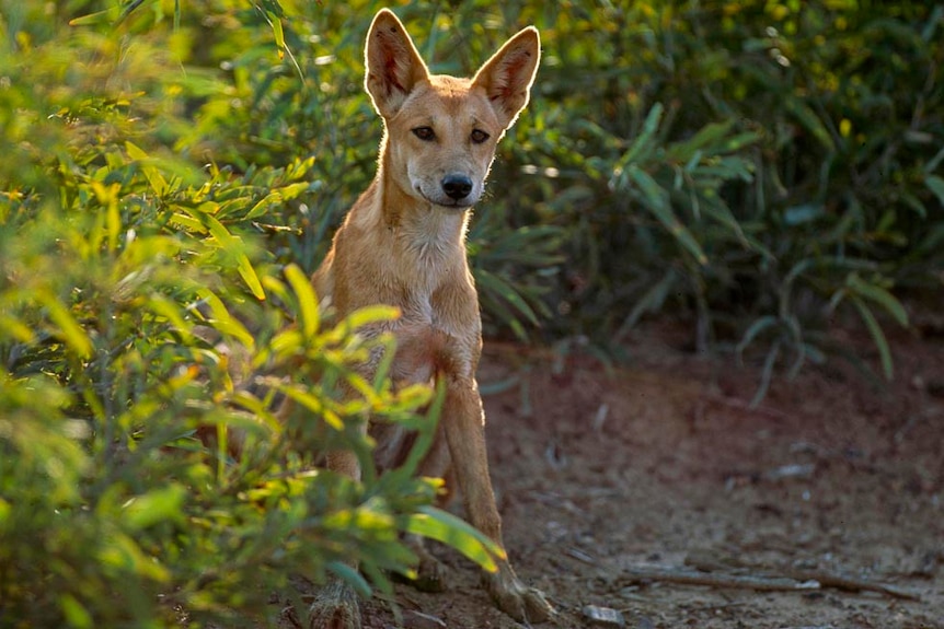 A dingo sits in bushes on sand dune in the afternoon sun on Fraser Island.