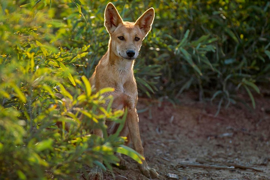 A dingo stands tall in the afternoon sun.