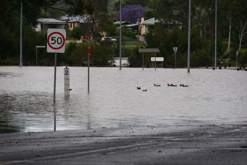 Local road  in a 50 km/h zone flooded and ducks floating on water.
