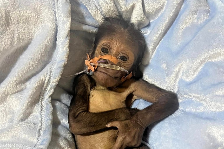 A baby gorilla with a tube in its nose lays in blankets. 