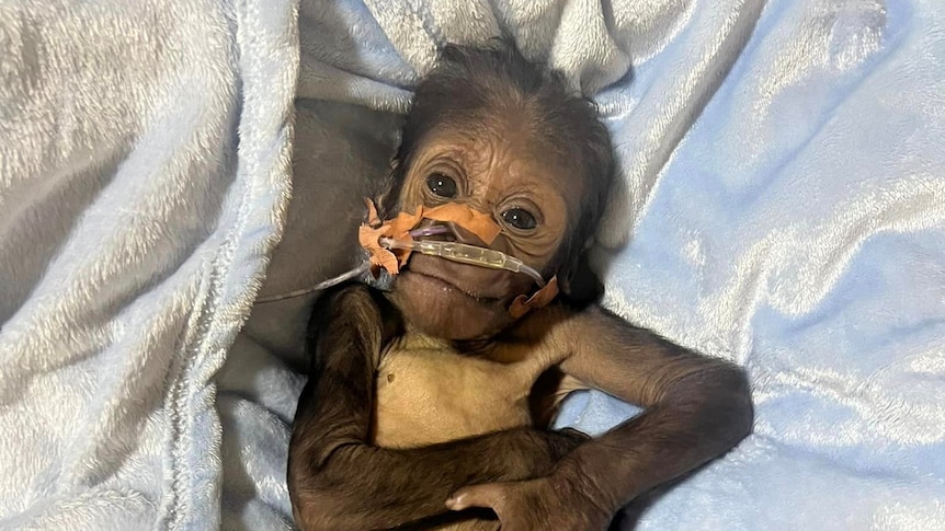 A baby gorilla with a tube in its nose lays in blankets. 