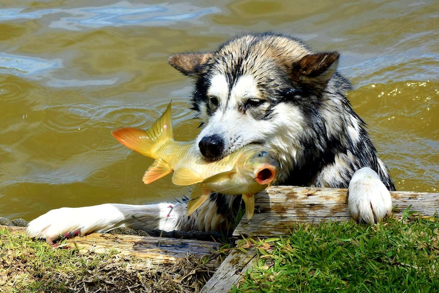 A dog holds a carp in its mouth.