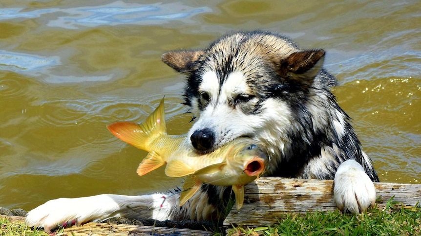 A dog holds a carp in its mouth.