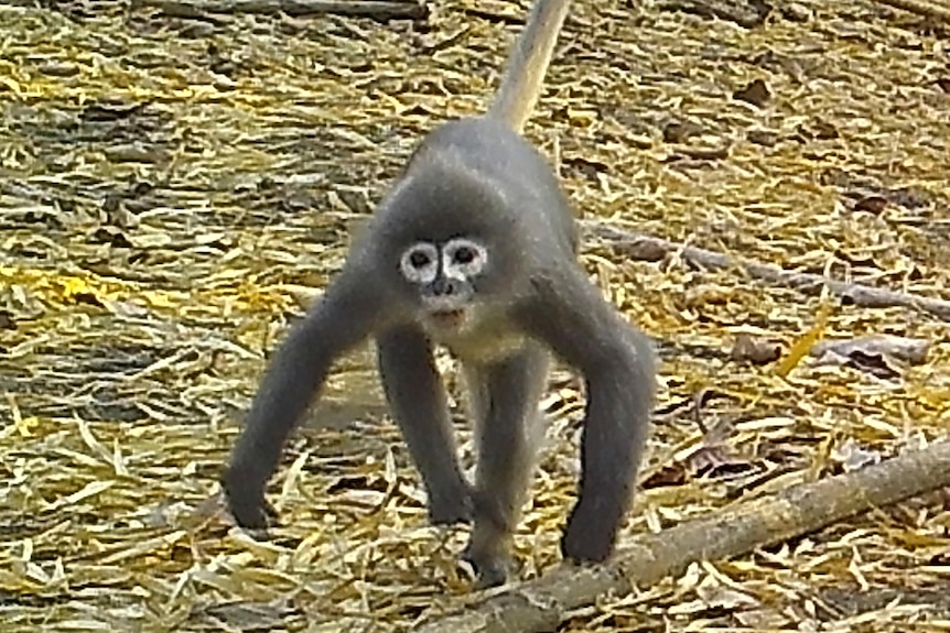 Ghostly monkey