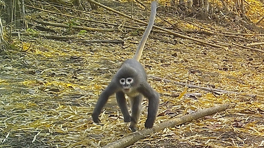  Popa langur with deep white circles under its eyes moves along a forest floor.