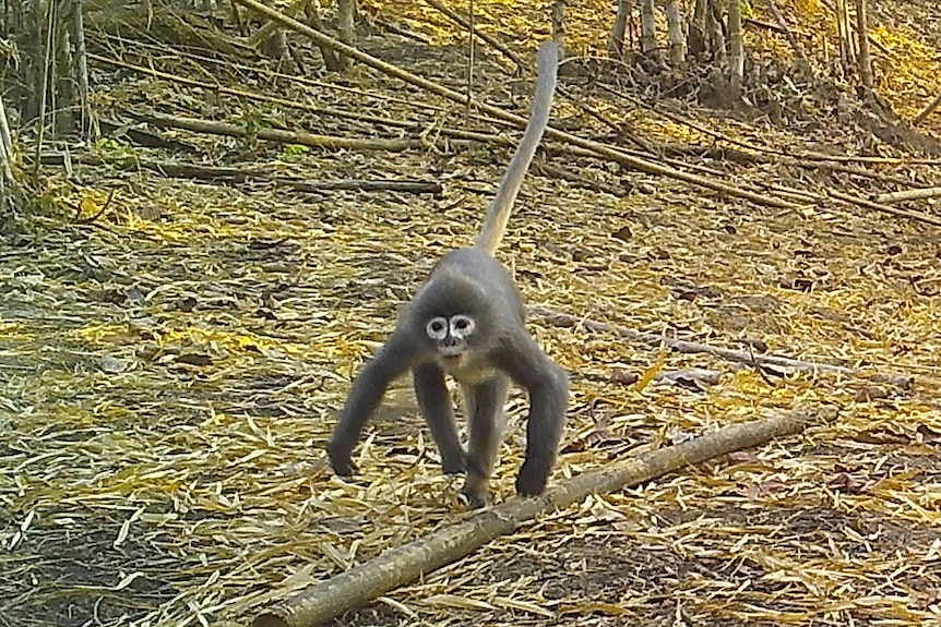 Popa langur with deep white circles under its eyes moves along a forest floor.