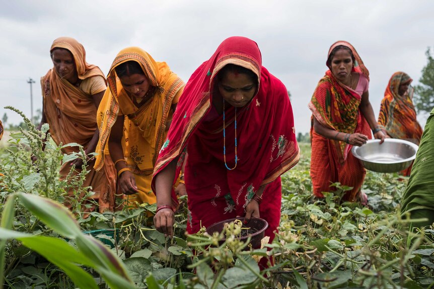 Women wearing saris pick mung beans in a field
