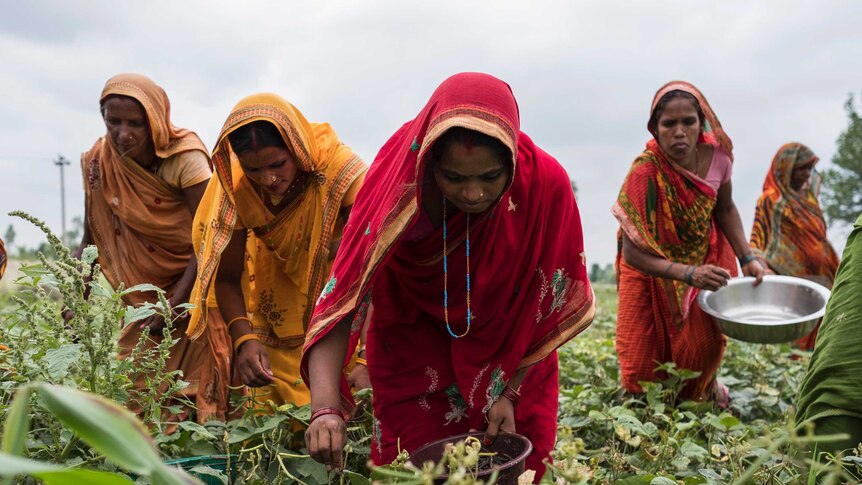 Women wearing saris pick mung beans in a field