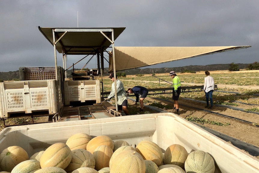 people pick rockmelons in a paddock