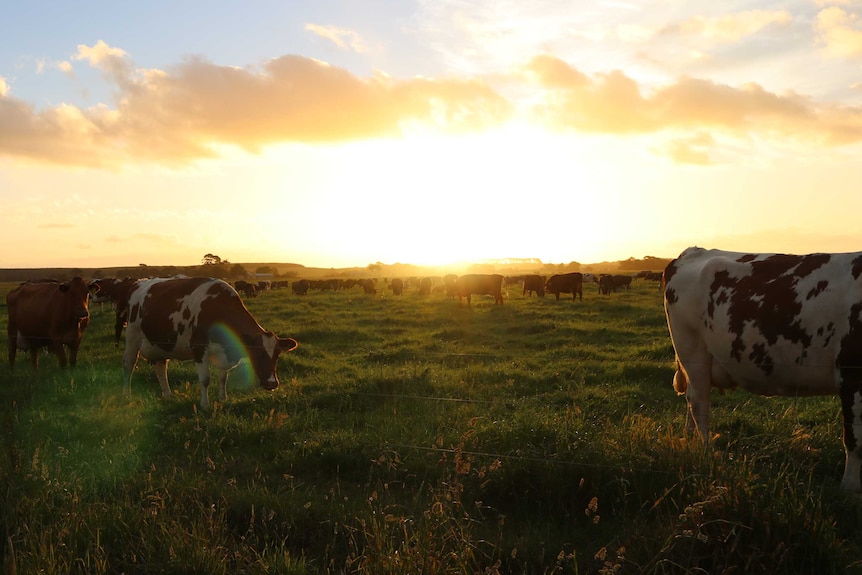 Dairy farm at sunset
