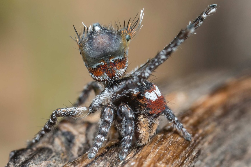 Peacock spider crouching down.