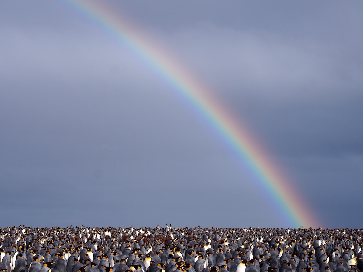 a large penguin colony stands crowded underneath a rainbow and dark clouded sky.