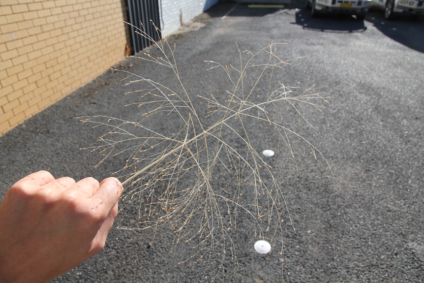 A hand holding a yellow seedhead in a carpark.