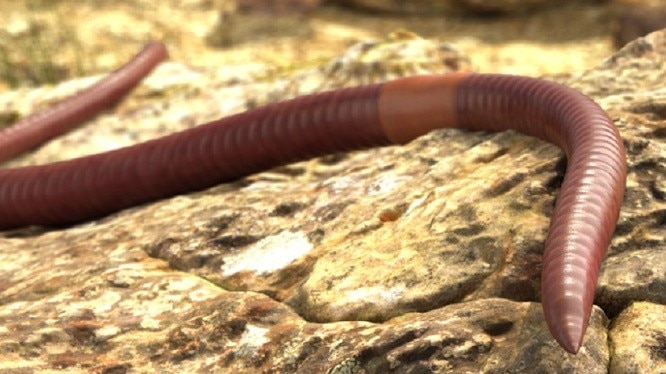 Computer image of an earthworm